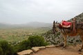 Donkey and Lassithi Plateau view Royalty Free Stock Photo