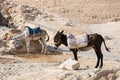 A donkey on a leash with a saddle. Royalty Free Stock Photo