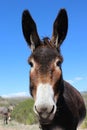 Donkey look
