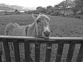 Donkey looking over gate Ireland Royalty Free Stock Photo