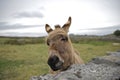 Donkey Looking Over a Stone Wall
