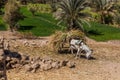 Donkey and lush fields along the river Nile, Egy