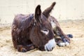 Donkey lying