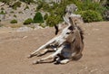 Donkey lying in the dust under the archa Royalty Free Stock Photo