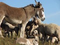 Donkey with many sheep of the great herd grazing Royalty Free Stock Photo