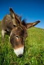 Donkey on a meadow in the high mountains in summer Royalty Free Stock Photo