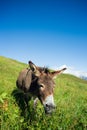 Donkey on a meadow in the high mountains in summer Royalty Free Stock Photo