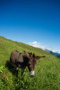 Donkey on a meadow in the high mountains in summer Royalty Free Stock Photo