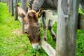 Donkey on a meadow in the high mountains in summer Royalty Free Stock Photo