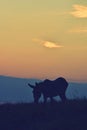 Donkey in the meadow at sunset Royalty Free Stock Photo
