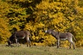 Donkey in the meadow at sunset Royalty Free Stock Photo