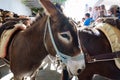 Donkey is the only means of transportation through the streets of Lindos, Greece Royalty Free Stock Photo