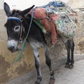 Donkey in Medina of Fez, Morocco Royalty Free Stock Photo