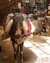 Donkey in the medina - Fez Morocco