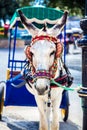 Donkey , Mijas Royalty Free Stock Photo