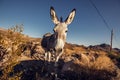 Donkey in the Mojave Desert Royalty Free Stock Photo