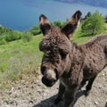 Donkey in montain