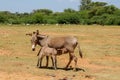 Donkey mother feeding baby at the farm land countryside Royalty Free Stock Photo