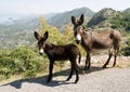 Donkey mother with its baby