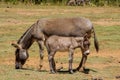 Donkey mother with small baby gray donkey Royalty Free Stock Photo