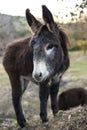 Donkey on the mountain in catalonia