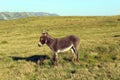 Donkey on the mountain
