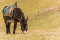 Donkey on the Mountain Pasture