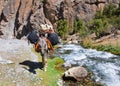 Donkey in the mountain river laden backpacks