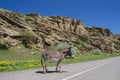 A donkey on a mountain road