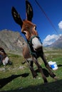 Donkey in mountains Royalty Free Stock Photo