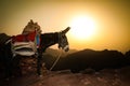 Donkey in mountains of Jordan Royalty Free Stock Photo