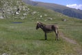 donkey, mountains Royalty Free Stock Photo