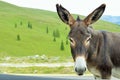 Donkey in the mountains Parang, Romania. Royalty Free Stock Photo
