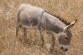 Donkey mule