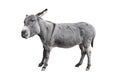 Donkey full length isolated on white. Funny fluffy gray donkey standing and looking into camera. Farm animals Royalty Free Stock Photo