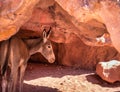 A donkey or mule hiding from the burning sun at the shade of a red sand stone rock in the ancient city of Petra, Jordan