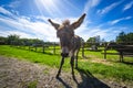 Donkey mule on a rural field in the spring