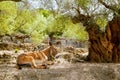 Donkey mule sitting in Mediterranean olive tree