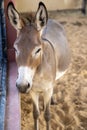 Donkey mule stands next to fence in a zoo close up portrait view