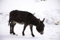 Donkey or Mule walking find food on ground when snowing at Zingral Changla Pass to Leh Ladakh on Himalaya mountain in India