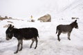 Donkey or Mule walking find food on ground when snowing at Zingral Changla Pass to Leh Ladakh on Himalaya mountain in India