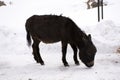 Donkey or Mule walking find food on ground when snowing at Zingral Changla Pass to Leh Ladakh on Himalaya mountain in India