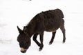 Donkey or Mule walking find food on ground when snowing at Zingral Changla Pass to Leh Ladakh on Himalaya mountain in India