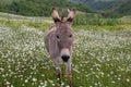 Donkey muzzle very close up: funny animal picture Royalty Free Stock Photo
