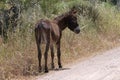 Donkey on Nature Reserve at Skala Kalloni Lesvos Greece Royalty Free Stock Photo