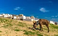 Donkey near Marinid Tombs in Fes, Morocco