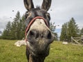 Donkey nose infested with flies