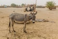 Donkey in a Nubian village on a sandy island in the river Nile near Abri, Sud Royalty Free Stock Photo