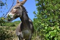 Donkey observing the ride, in Zumaia, in GuipÃÂºzcoa, Basque Country