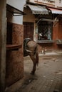 Donkey on old streets of Fez medina, Morocco Royalty Free Stock Photo